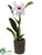 Cattleya Orchid Plant - Cream Lavender - Pack of 4
