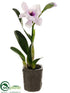 Silk Plants Direct Cattleya Orchid Plant - Cream Lavender - Pack of 4