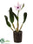 Cattleya Orchid Plant - Cream Lavender - Pack of 1