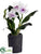 Cattleya Orchid Plant - Cream Lavender - Pack of 1