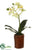 Mini Phalaenopsis Orchid Plant - Green - Pack of 4