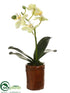 Silk Plants Direct Mini Phalaenopsis Orchid Plant - Green - Pack of 4