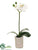 Phalaenopsis Orchid Plant - White Green - Pack of 6