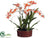 Spider Orchid Plant - Salmon - Pack of 1