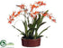 Silk Plants Direct Spider Orchid Plant - Salmon - Pack of 1