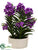 Vanda Orchid Plant - Orchid - Pack of 1