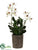 Vanda Orchid Plant - White Mauve - Pack of 1