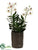 Vanda Orchid Plant - White Mauve - Pack of 1