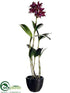 Silk Plants Direct Cattleya Orchid Plant - Fuchsia Burgundy - Pack of 1