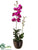 Dendrobium Orchid Plant - Fuchsia - Pack of 1