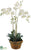 Phalaenopsis Orchid - White - Pack of 1
