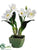 Jamaica Orchid Plant - Cream - Pack of 4