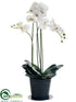 Silk Plants Direct Phalaenopsis Orchid Plant - White Green - Pack of 1