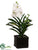Vanda Orchid Plant - White Green - Pack of 1