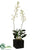 Mini Dendrobium Orchid Plant - Cream Green - Pack of 1
