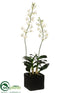 Silk Plants Direct Mini Dendrobium Orchid Plant - Cream Green - Pack of 1