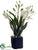 Cymbidium Orchid Plant - White Green - Pack of 1