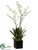 Oncidium Orchid Plant - White Green - Pack of 1