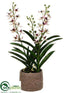 Silk Plants Direct Aranda Vanda Orchid Plant - Cream Burgundy - Pack of 1