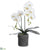 Phalaenopsis Orchid Plant - White - Pack of 2