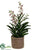 Aranda Vanda Orchid Plant - Cream Burgundy - Pack of 1