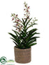Silk Plants Direct Aranda Vanda Orchid Plant - Cream Burgundy - Pack of 1