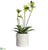 Lady's Slipper Orchid Plant - Green Cream - Pack of 4