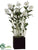 Cattleya Orchid Plant - White Green - Pack of 1