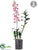 Dendrobium Orchid - Pink - Pack of 1