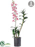 Silk Plants Direct Dendrobium Orchid - Pink - Pack of 1