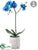 Phalaenopsis Orchid - Blue - Pack of 4