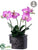 Silk Plants Direct Phalaenopsis Orchid - Orchid - Pack of 1