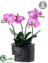 Silk Plants Direct Phalaenopsis Orchid - Orchid - Pack of 1