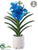 Vanda Orchid - Blue - Pack of 4