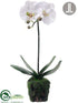 Silk Plants Direct Phalaenopsis Orchid - White - Pack of 4