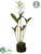 Star Cattleya Orchid - White - Pack of 1