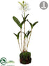 Silk Plants Direct Star Cattleya Orchid - White - Pack of 1