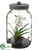 Vanda Orchid Plant - White Platinum - Pack of 4