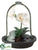 Phalaenopsis Orchid Plant - White - Pack of 2