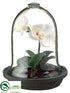 Silk Plants Direct Phalaenopsis Orchid Plant - White - Pack of 2