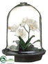 Silk Plants Direct Phalaenopsis Orchid Plant - White - Pack of 1