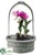 Dendrobium Orchid Plant - Orchid - Pack of 2