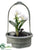 Dendrobium Orchid Plant - White - Pack of 2