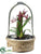 Starolous Orchid Plant - Red Two Tone - Pack of 2