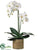 Phalaenopsis Orchid Plant - White - Pack of 1