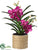 Vanda Orchid Plant - Orchid - Pack of 1