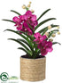 Silk Plants Direct Vanda Orchid Plant - Orchid - Pack of 1