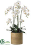 Silk Plants Direct Phalaenopsis Orchid Plant - White - Pack of 1