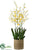 Oncidium Orchid Plant - Yellow - Pack of 1