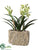 Cymbidium Orchid Plant - Green - Pack of 1